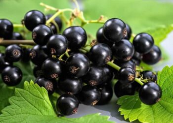 Дайте смородине 2 столовых ложки экономного удобрения, чтобы ягоды выросли размером с вишню