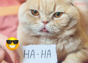 Желаю 100 поводов для улыбки и 0 — для скуки! Прикольные поздравления и забавные открытки с 1 апреля