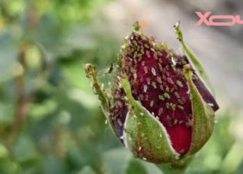 Что пожирает ваши розы? Пять вредителей и как их распознать