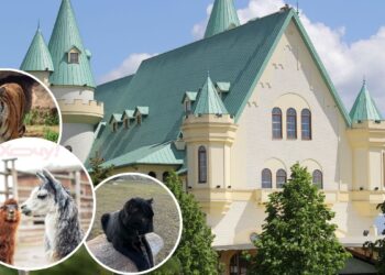Уникальное событие под Киевом: парк «XII Месяцев» открывает новый сезон и впервые покажет редкого чёрного леопарденка (ФОТО)