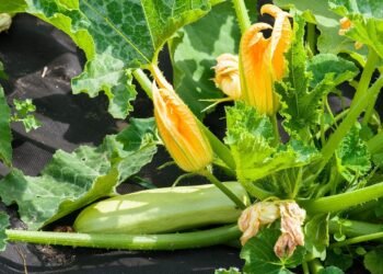 Где посадить кабачки, чтобы вывозить урожай ведрами: 3 лучших места