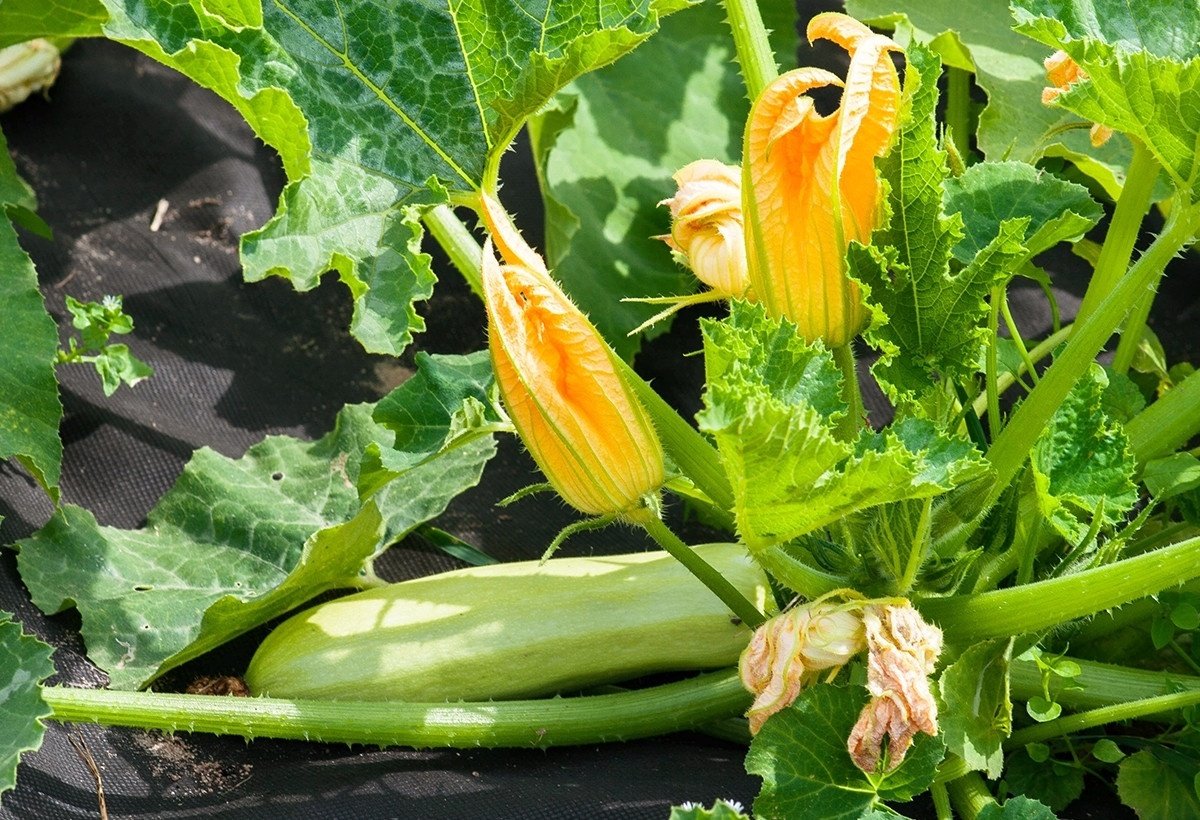 Где посадить кабачки, чтобы вывозить урожай ведрами: 3 лучших места