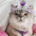 Охотится на ноги и ворует еду: 5 забавных признаков того, что ваш кот считает себя главным в доме