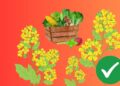 Простой лайфхак, как получить идеальный огород: нужно только посадить это растение