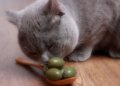 От этого вкуса просто с ума сходят: почему кошки так любят оливки