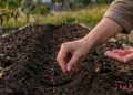 Успеете собрать богатый урожай до первых заморозков: что срочно нужно посеять на огороде в августе