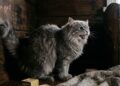 Не игнорируйте эти звуки и запахи: 8 признаков того, что в вашем жилище появилась нечистая сила